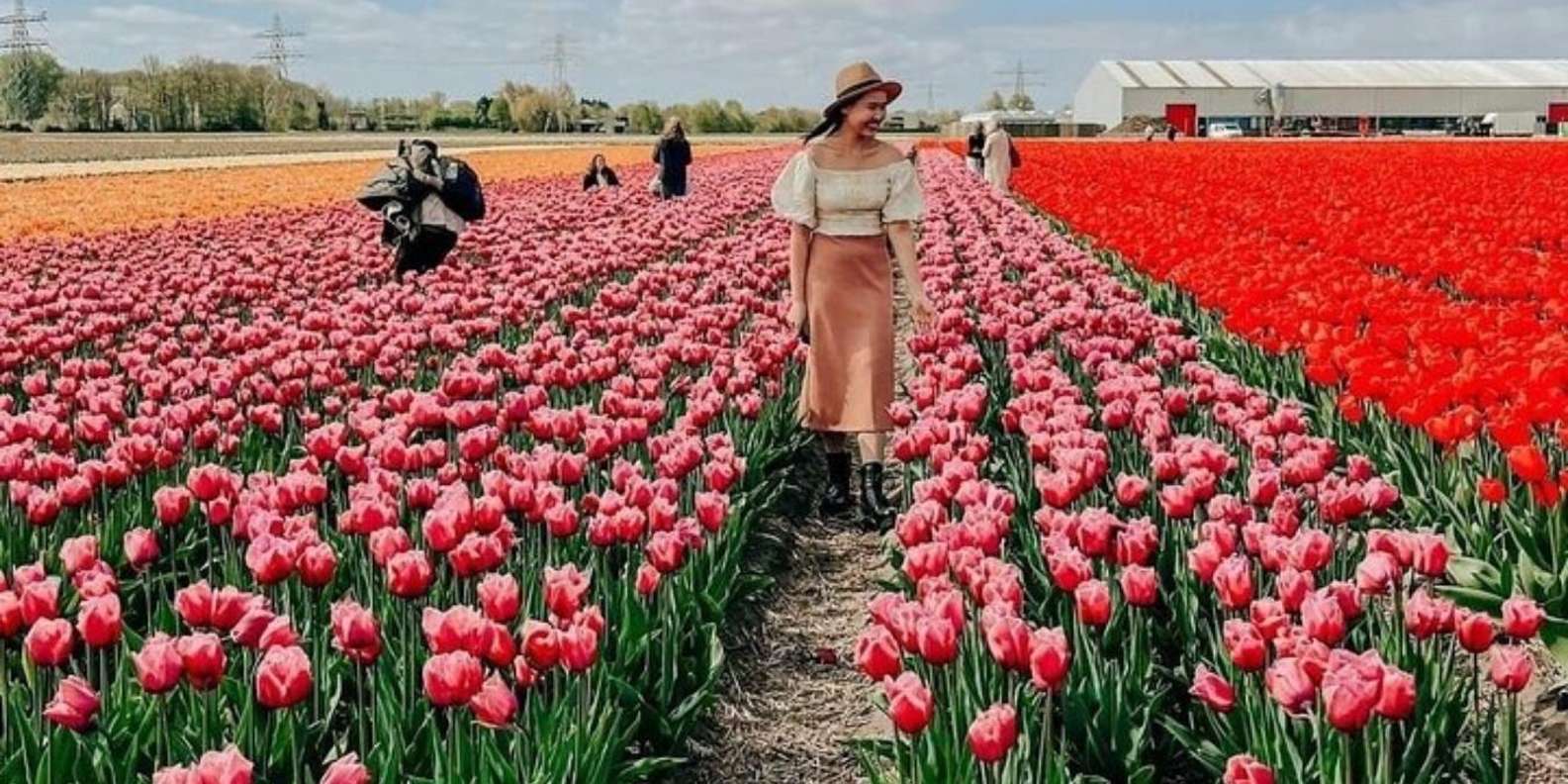 Amsterdam: Tulip Farm Visit, Keukenhof, and Windmill Cruise