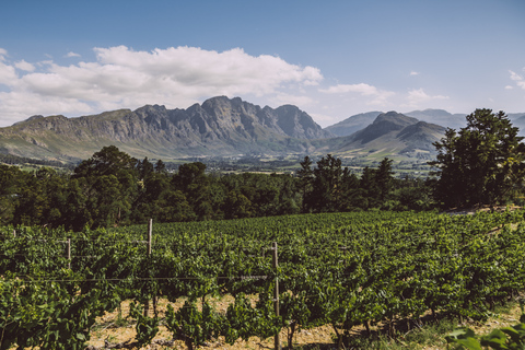 Capetown Winelands Półdniowa wycieczka z lokalnym przewodnikiem