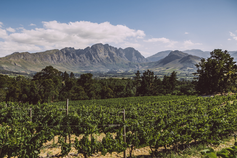 Excursion d&#039;une demi-journée à Capetown Winelands avec guide local