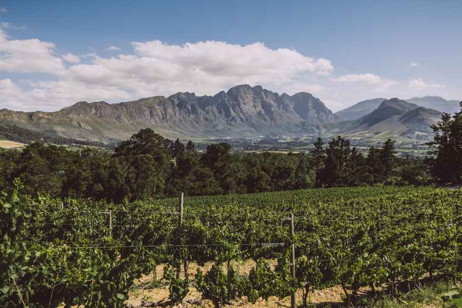 Kapstadt: Weinregion Halbtagestour mit Guide
