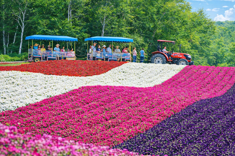Summer Hokkaido: Furano lavender, Blue Pond,Shikisai-no-Oka 7:50 am meet at Odori Park subway station exit 31
