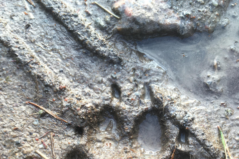 Rastreamento de lobos e animais selvagens na Suécia