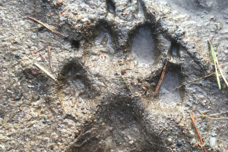 Speuren naar wolven en wilde dieren in Zweden