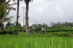 De Ubud: passeio de bicicleta em declive com terraços de arroz e refeição