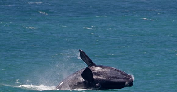 Von Kapstadt: Ganztagestour zur Walbeobachtung in Hermanus