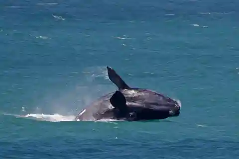 Excursion d'une journée à Hermanus au départ du Cap