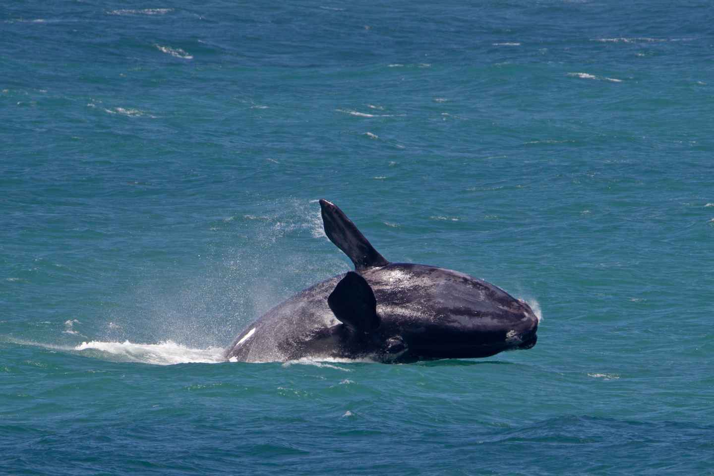 hermanus, western cape