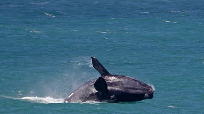 full day trip to hermanus from cape town