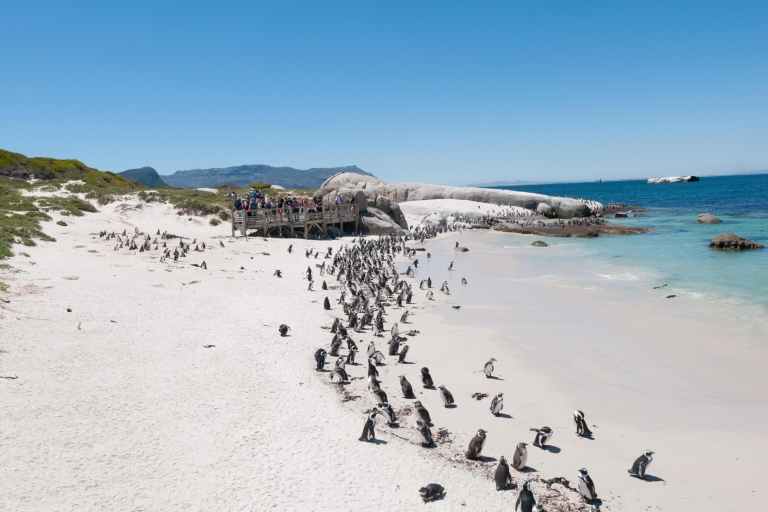 Ab Kapstadt: Tour zum Cape Point