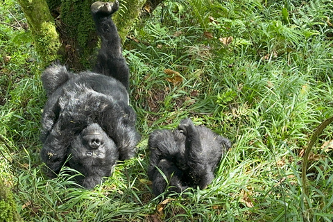 1-Day Rwanda Gorilla Trekking Volcanoes National Park