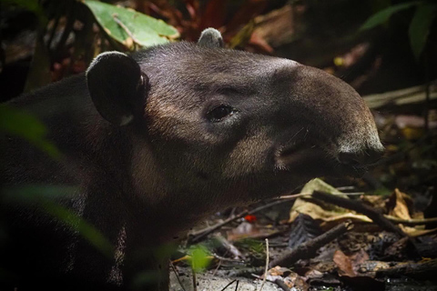 Corcovado nationalpark, San Pedrillo Station, 1 dags vandring