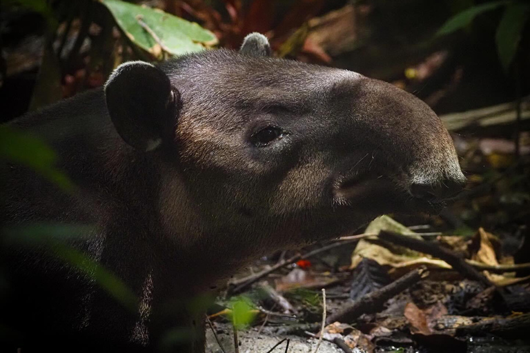 Corcovado-Nationalpark, San Pedrillo Station, 1 Tageswanderung