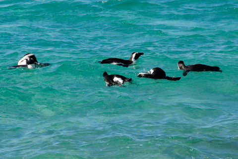 From Cape Town: Cape Point and Boulders Beach Full-Day Tour Tour Excluding Cape Point Park Fee