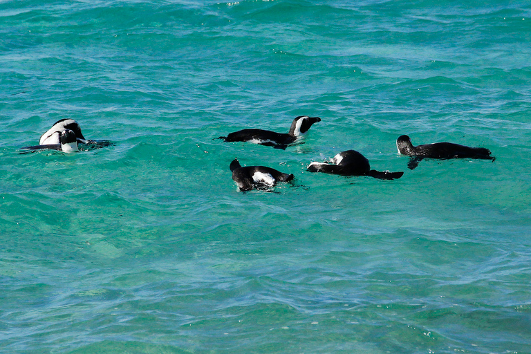 From Cape Town: Cape Point and Boulders Beach Full-Day Tour Tour Excluding Cape Point Park Fee