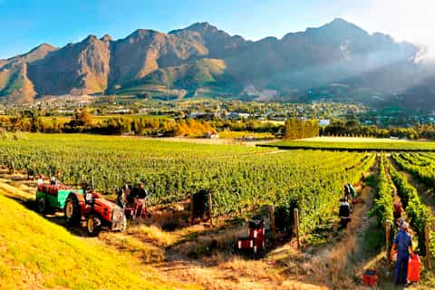 From Cape Town: Full-Day Winelands Tour with Tasting