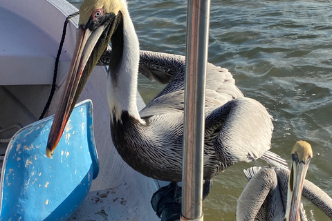 Natuurbelevenis Rio Lagartos en Las Coloradas.