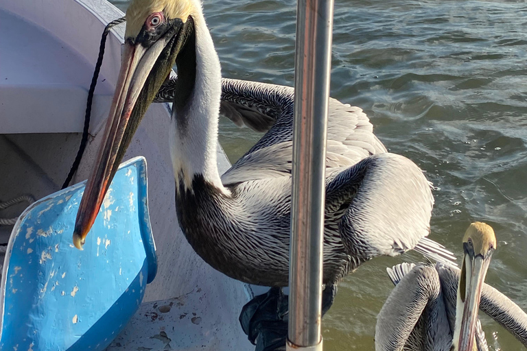 Natuurbelevenis Rio Lagartos en Las Coloradas.