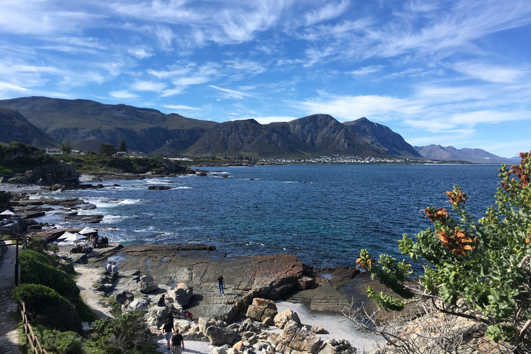 From Cape Town: Full Day Tour to Hermanus Tour in English/French/German