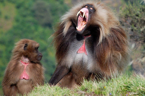 Day Tour Addis To Debrelibanos Scenic Waterfalls wild life