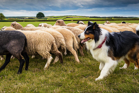 Dublin: Wicklow, Kilkenny & Glendalough Tour From College Green at 9:15 AM