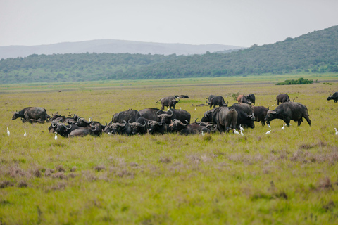 Rwanda: Safari w Parku Narodowym AkageraRwanda: safari, trekking z gorylami i szympansami
