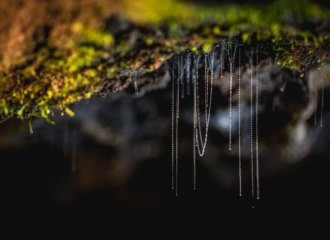 Te Anau: Glowworm Caves Guidet tur