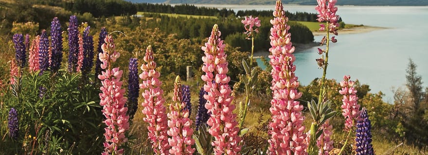 Excursion d'une journée au Mont Cook : De Christchurch à Queenstown