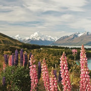 Mt. Cook Day Tour: Christchurch to Queenstown Mt. Cook Day Tour: Christchurch to Queenstown