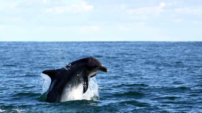 gansbaai e big 5 sea safari tour de dia inteiro da cidade do cabo