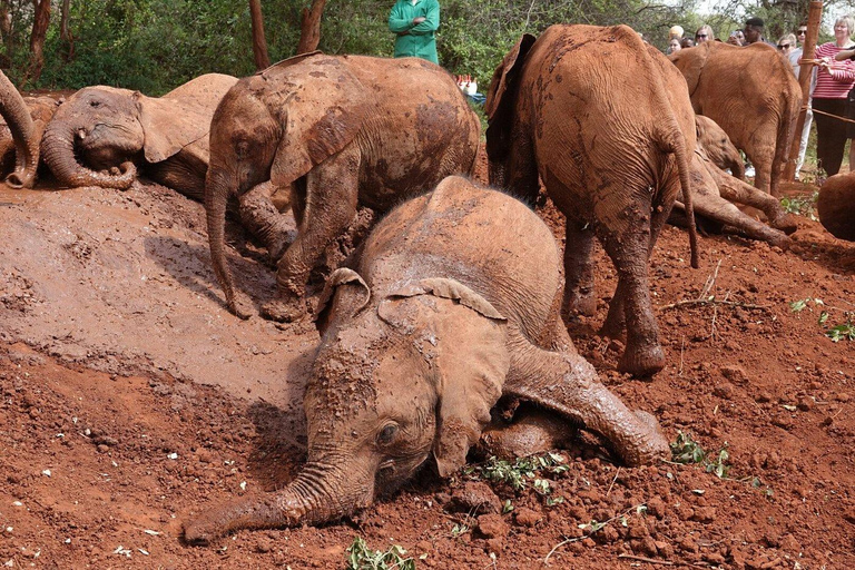 Nairobi: Elefantenwaisenhaus und Giraffenzentrum TagestourElefantenwaisenhaus und Giraffenzentrum Tagestour