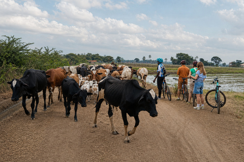 Moshi: Guided Bike Tour with Lunch and Forest Visit