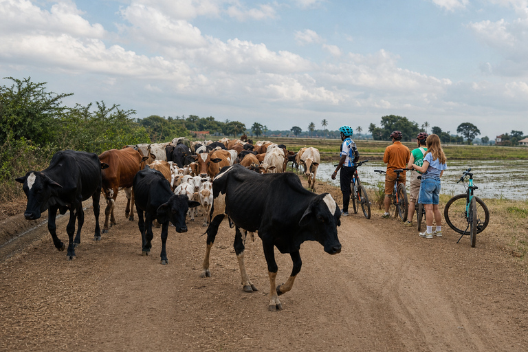 Moshi: Guided Bike Tour with Lunch and Forest Visit