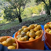 Harvest the Scent of Yuzu:A Rural Experience in Umaji Villag