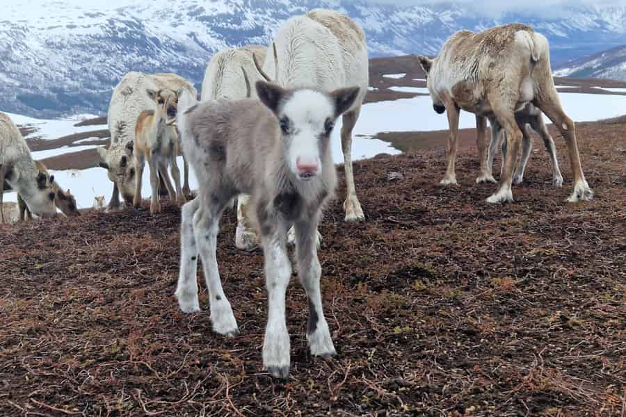 Malangen: Sami-Camp und Rentier-Erlebnis mit Mittagessen. Foto: GetYourGuide Malangen: Sami-Camp und Rentier-Erlebnis mit Mittagessen. Foto: GetYourGuide