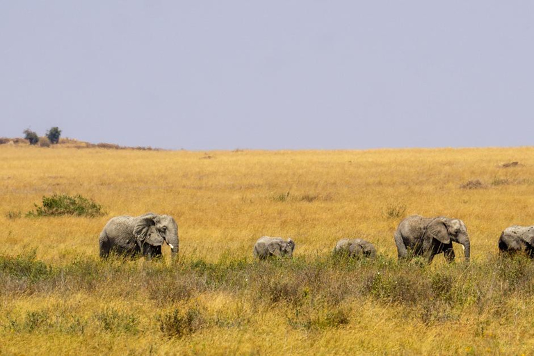 8-Day Group budget Safari Through Kenya and Tanzania