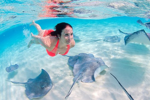 Punta Cana: Dolphin Explorer swimming Free Pickup Hotel Dolphin Action Program