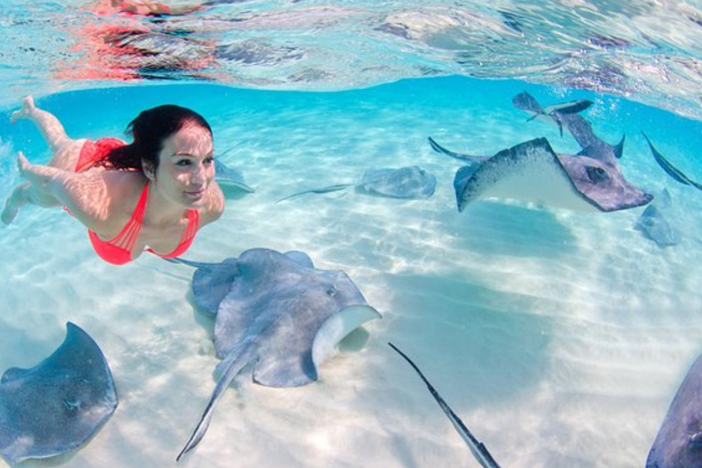 Punta Cana: Dolphin Explorer swimming Free Pickup Hotel Dolphin Action Program