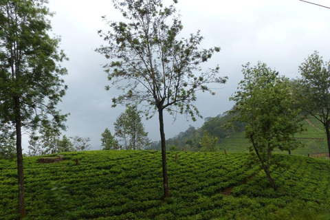 Kandy: Heeloya Village Tour with Lunch and Guide