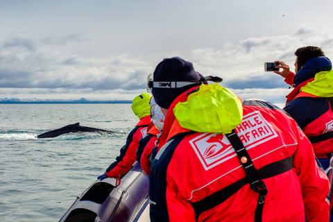 Walvissen kijken in Reykjavik met een speedbootReykjavik: walvissen spotten met een speedboot