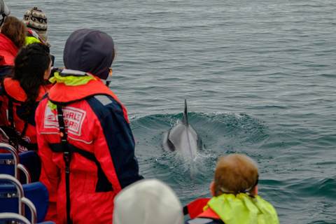 Walvissen kijken in Reykjavik met een speedbootReykjavik: walvissen spotten met een speedboot