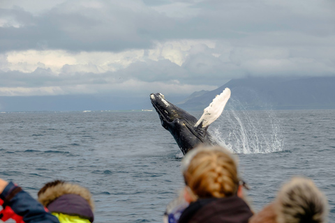 Walbeobachtung in Reykjavik mit dem SchnellbootWhale Watching in Reykjavik per Speed-Boot