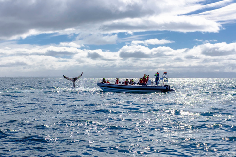 Whale Watching in Reykjavik by Speedboat