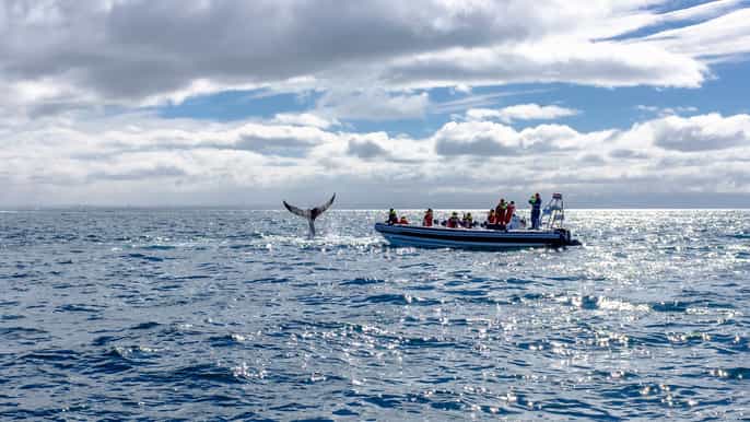 whale watching in reykjavik by speedboat