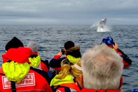 Walbeobachtung in Reykjavik mit dem SchnellbootWhale Watching in Reykjavik per Speed-Boot