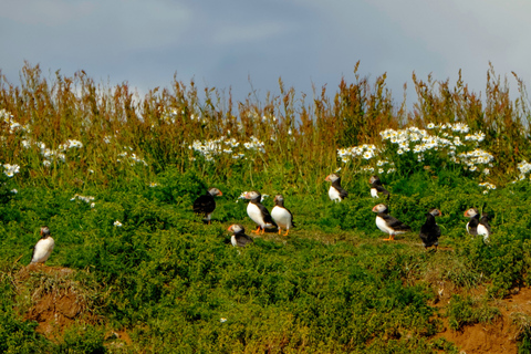 Observação de baleias em Reykjavik em lancha rápida