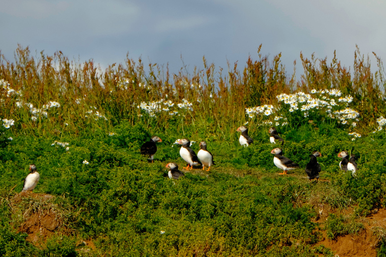 Observação de baleias em Reykjavik em lancha rápida