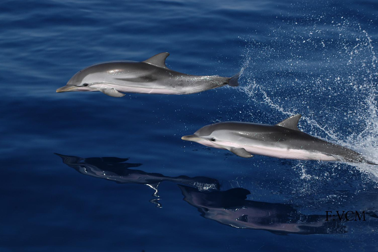 Gran Canaria Dolphin Safari and a swim