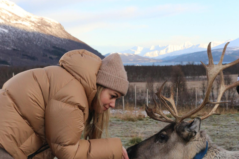 Reindeer Feeding and Sami Culture with Lunch in Autumn Tromsø: Reindeer Feeding and Sami Culture in Autumn