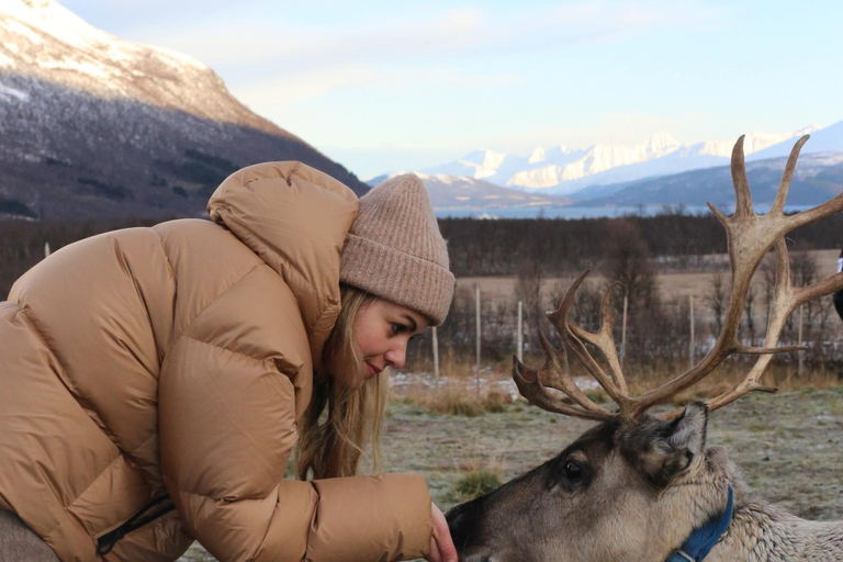 Reindeer Feeding and Sami Culture with Lunch in Autumn Tromsø: Reindeer Feeding and Sami Culture in Autumn
