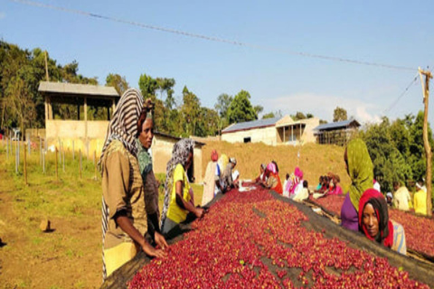 3-Day Coffee Farm & Local Culture Experience in Yirgalem